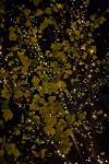 Leaflight