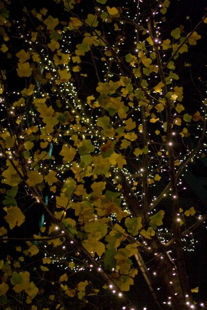 Leaflight