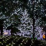 LED Forest