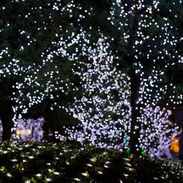 LED Forest
