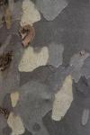Ginko