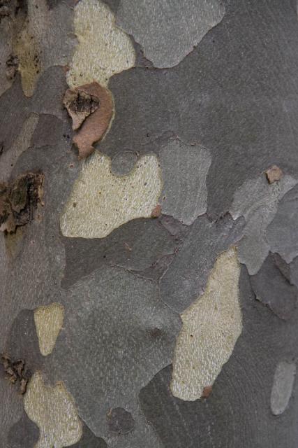 Ginko